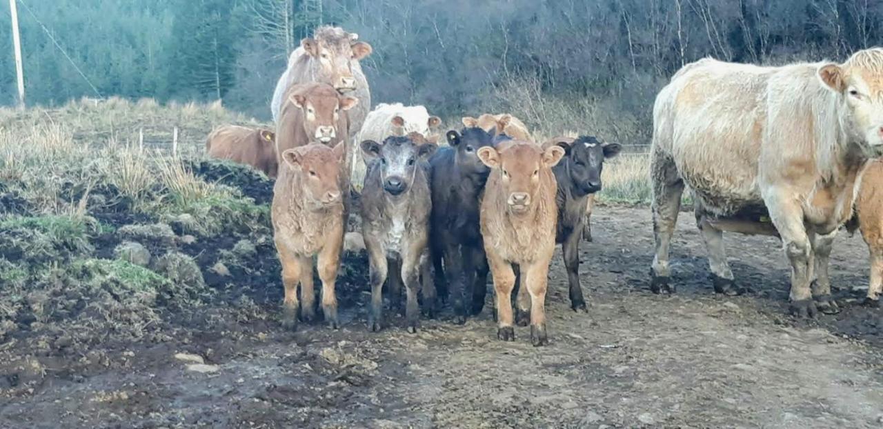 An Cois Na H-Aibhne Leilighet Skeabost Eksteriør bilde